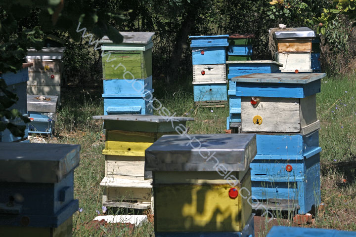 Пчелин в Източните Родопи